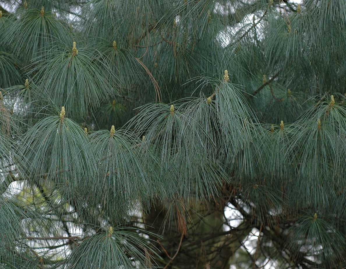 Pinaceae Pinus wallichiana