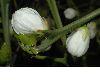 image of Poncirus trifoliata