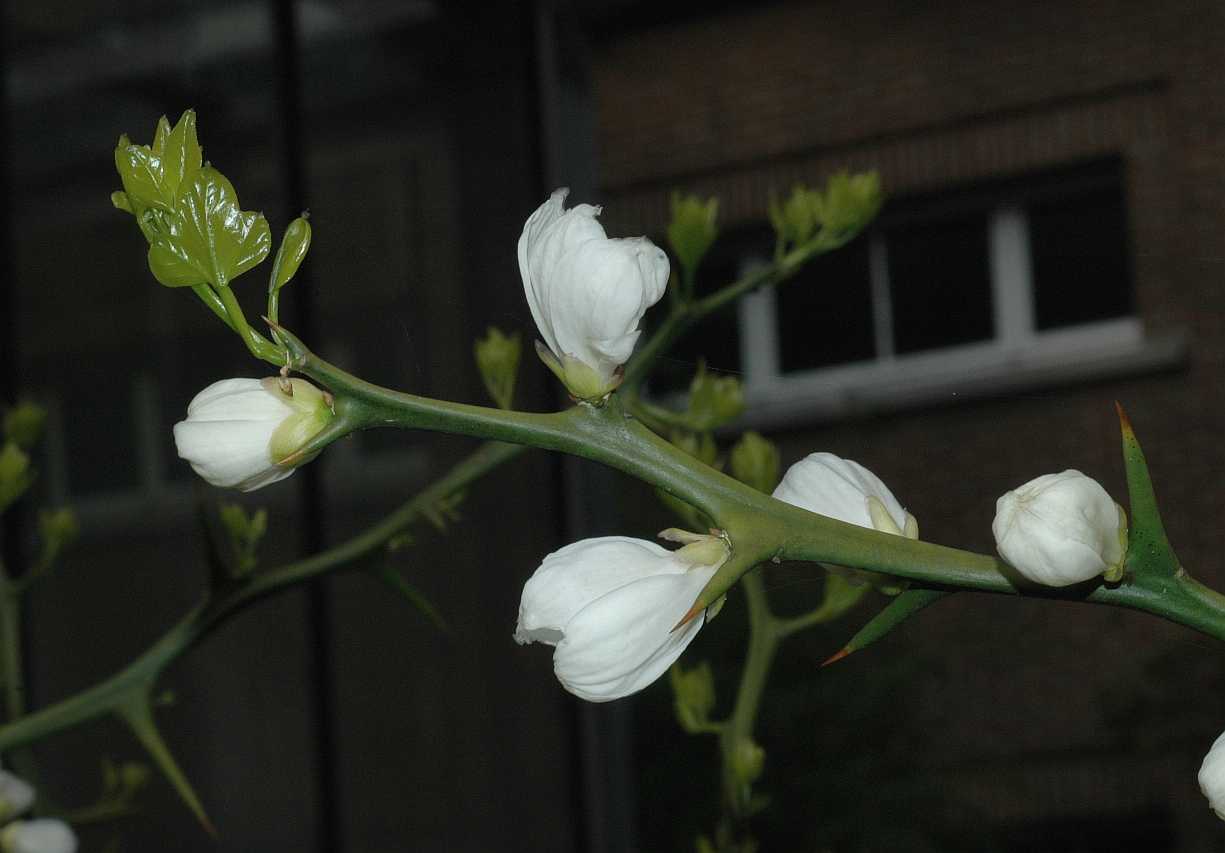 Rutaceae Poncirus trifoliata
