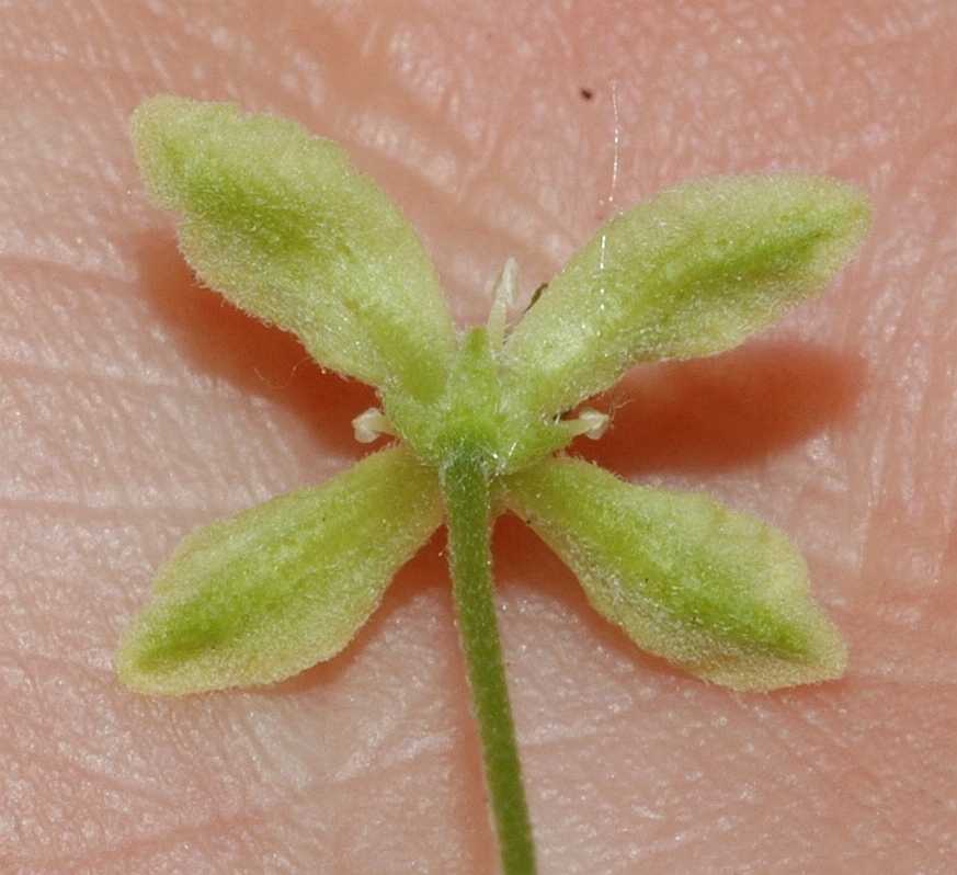 Rutaceae Ptelea trifoliata