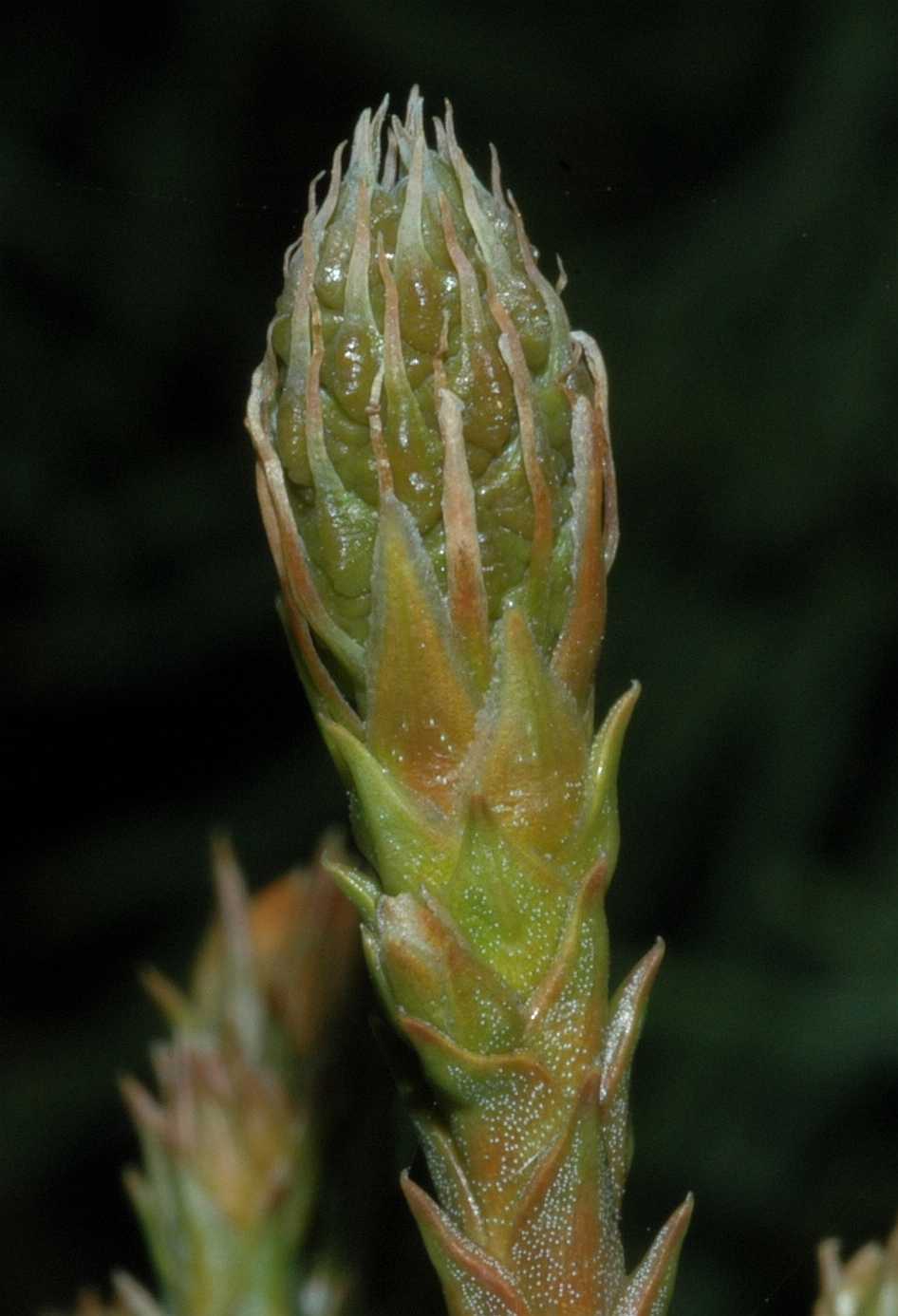 Cupressaceae Sequoiadendron giganteum