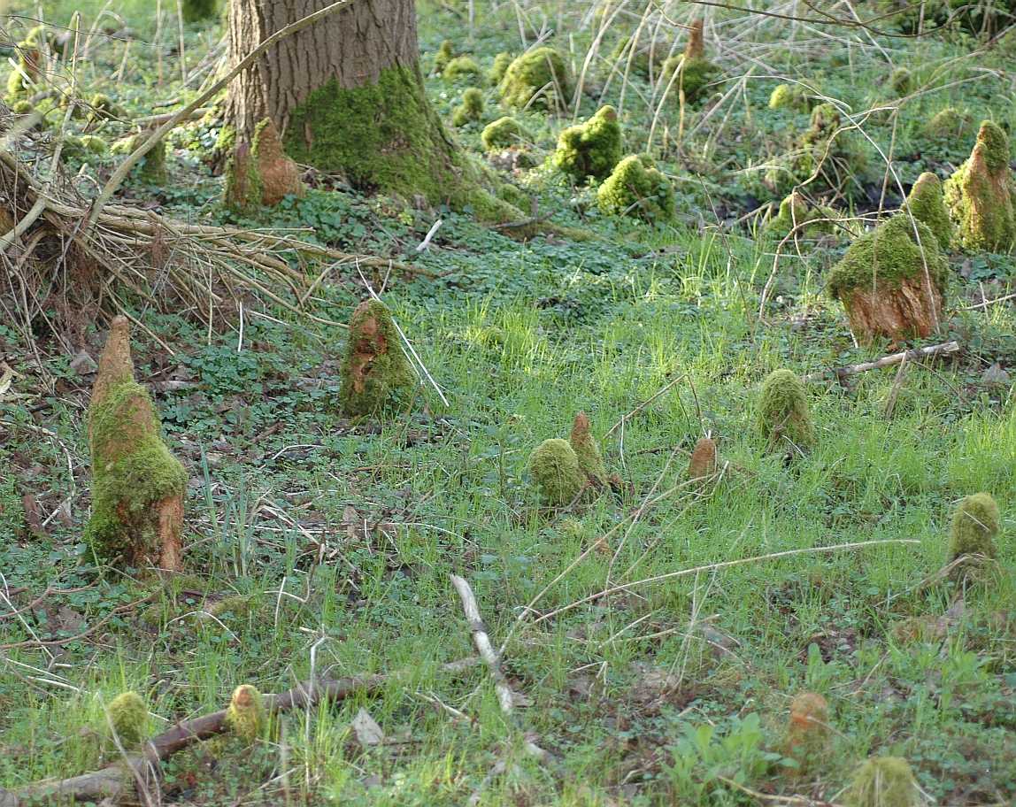 Cupressaceae Taxodium distichum