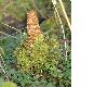 image of Taxodium distichum
