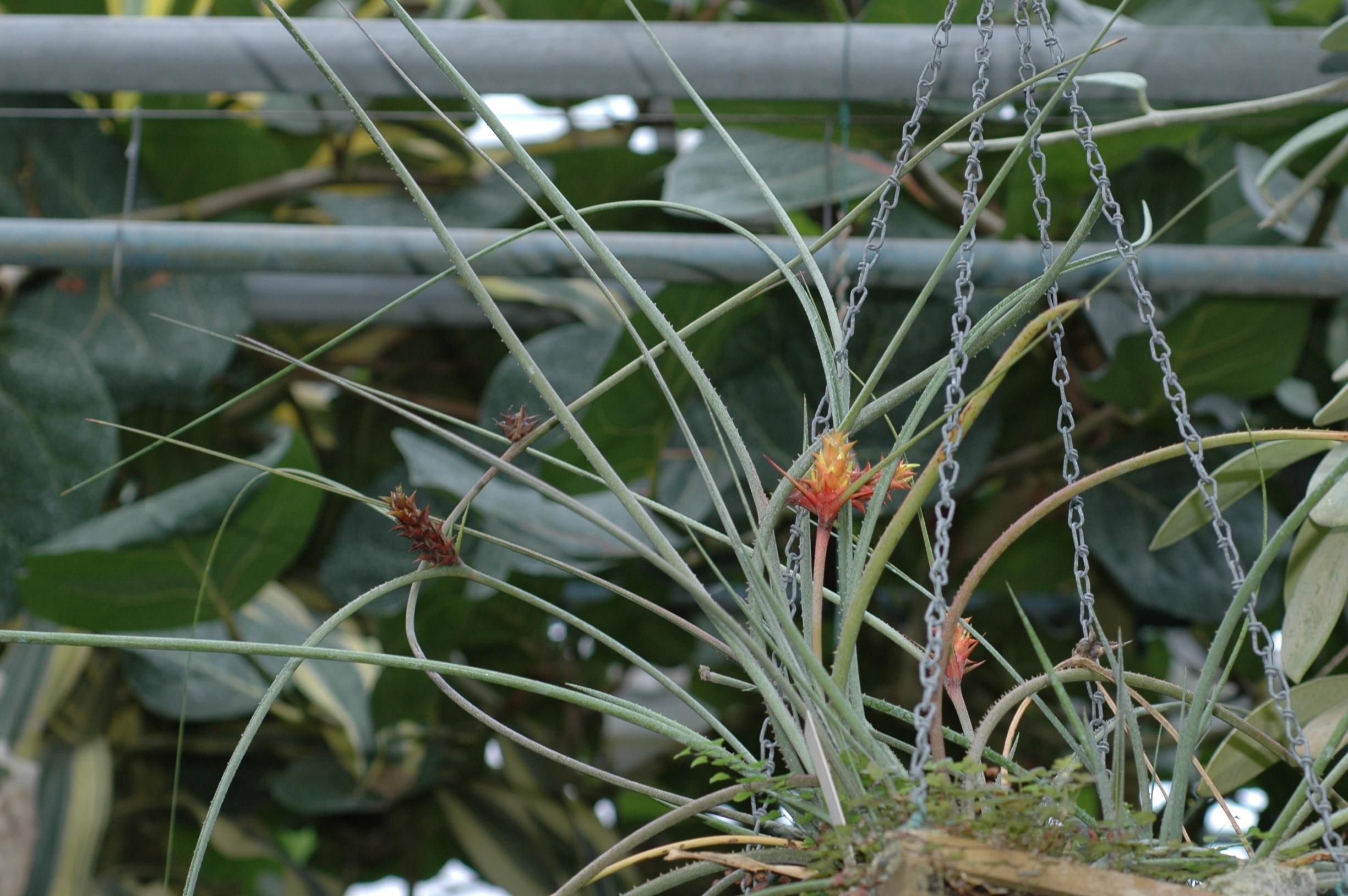 Bromeliaceae Acanthostachys strobilacea