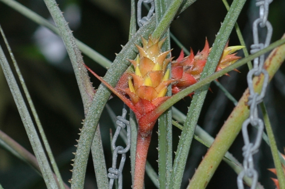 Bromeliaceae Acanthostachys strobilacea