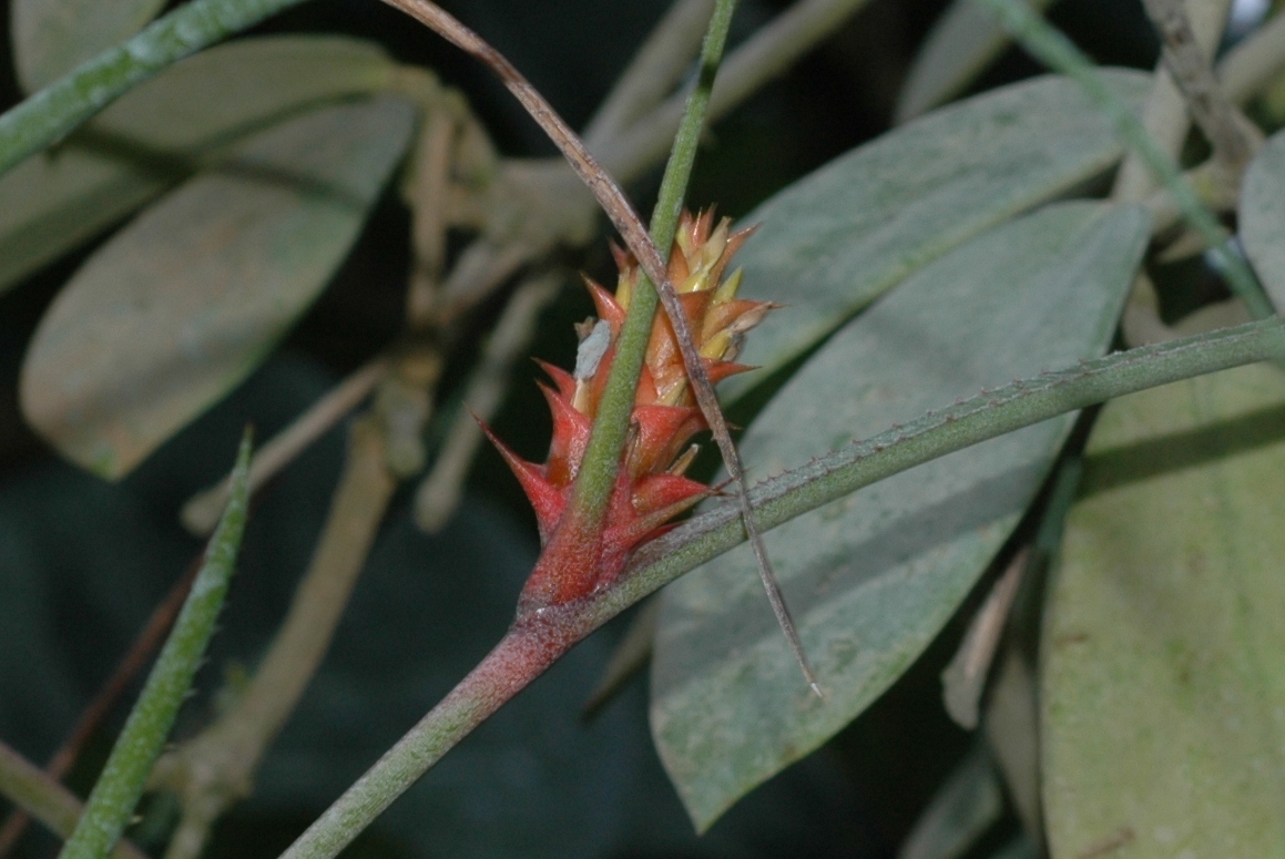 Bromeliaceae Acanthostachys strobilacea