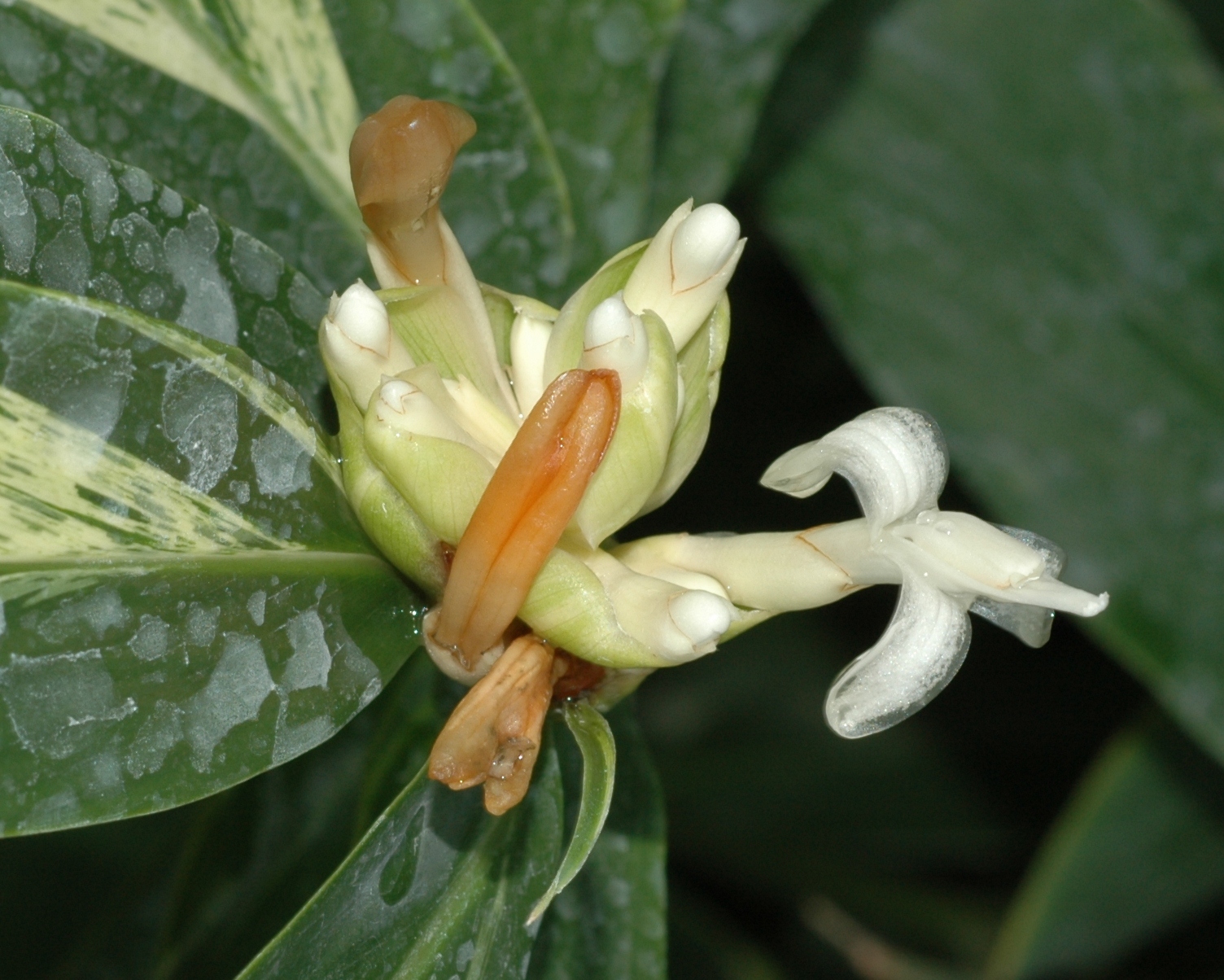Zingiberaceae Alpinia sanderae