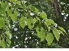 image of Davidia involucrata