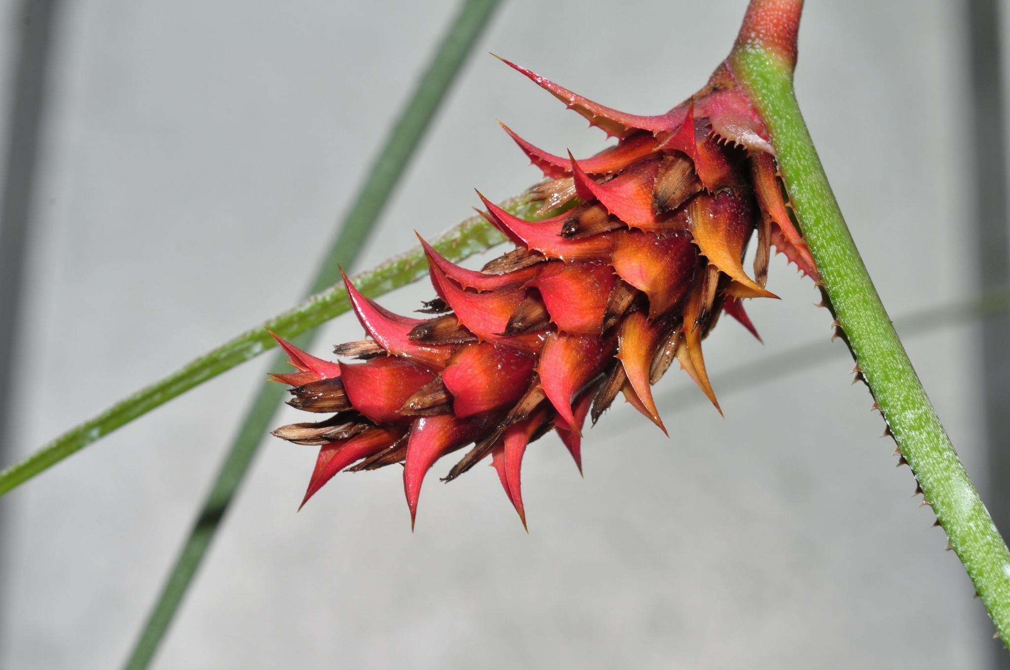Bromeliaceae Acanthostachys strobilacea