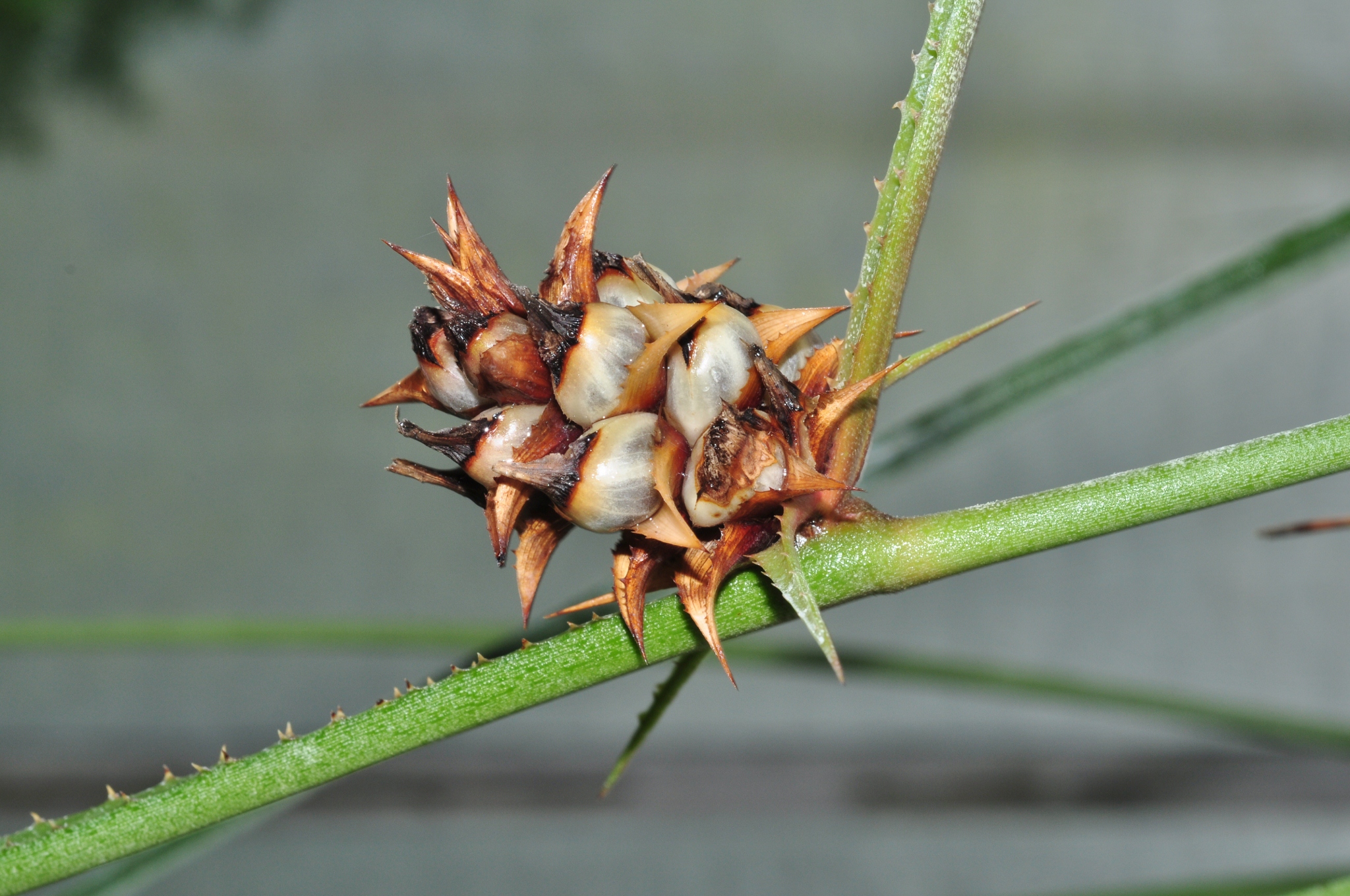 Bromeliaceae Acanthostachys strobilacea
