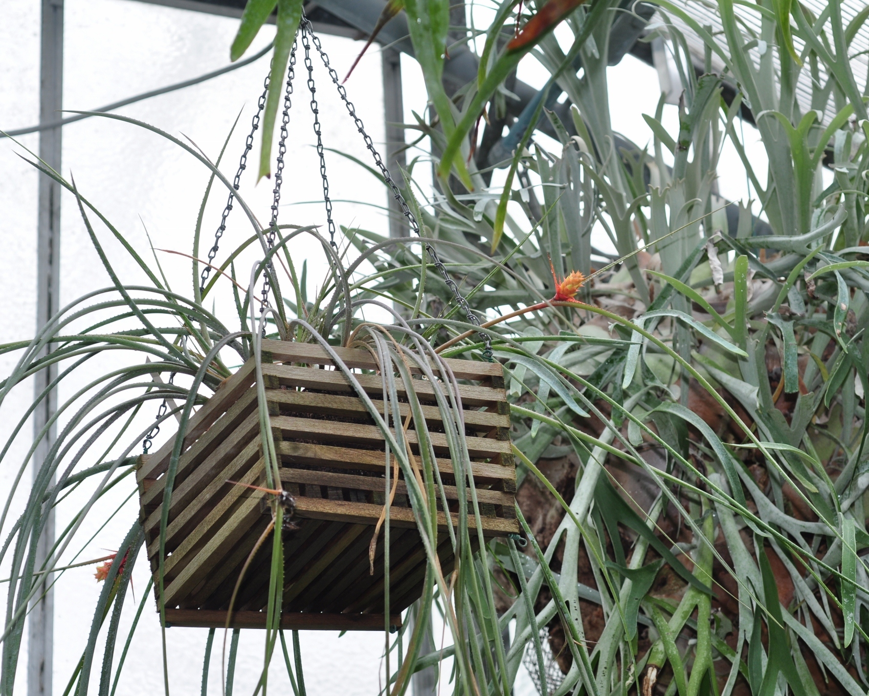 Bromeliaceae Acanthostachys strobilacea