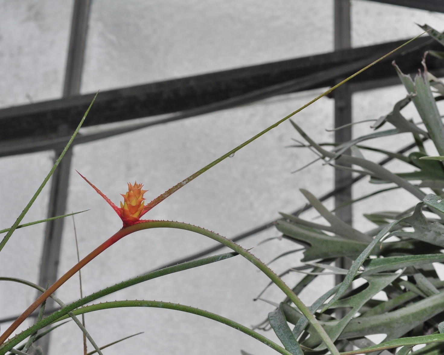 Bromeliaceae Acanthostachys strobilacea