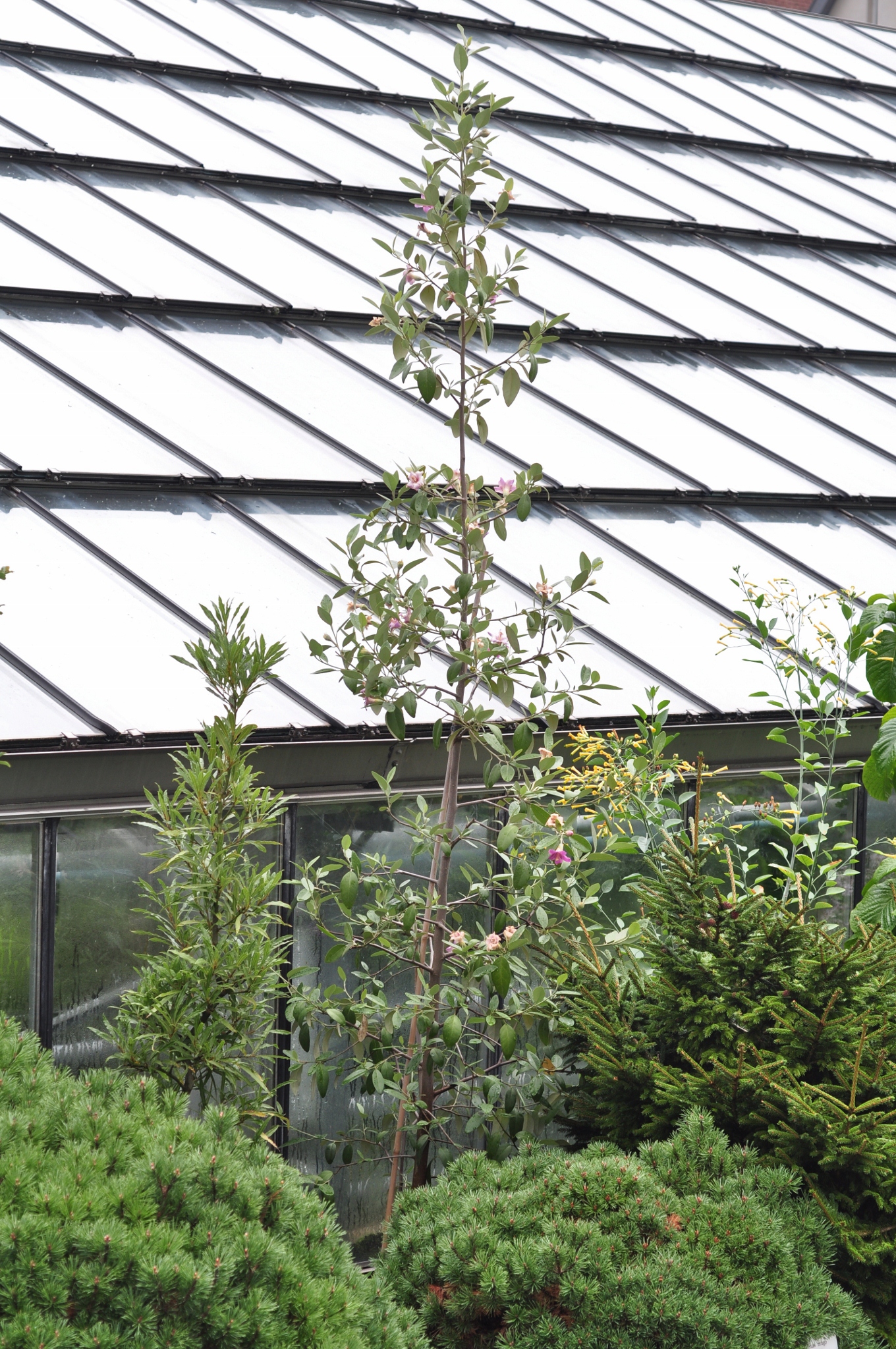 Bombacaceae Lagunaria pattersonii