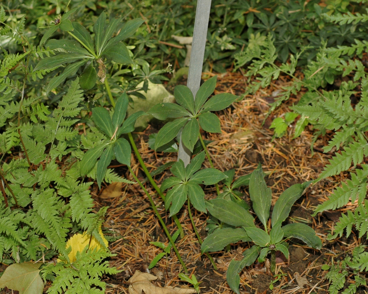 Melanthiaceae Paris bashanensis