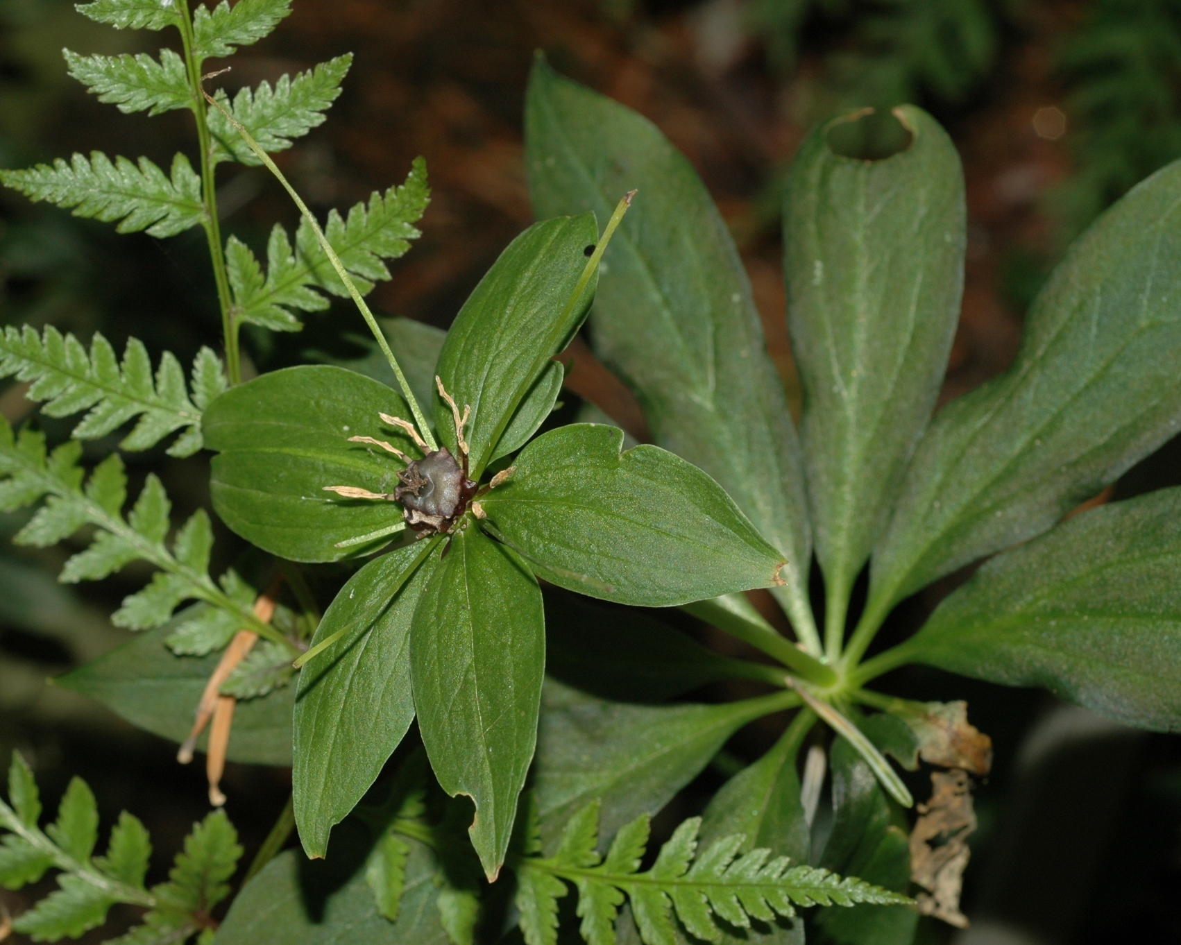 Melanthiaceae Paris bashanensis