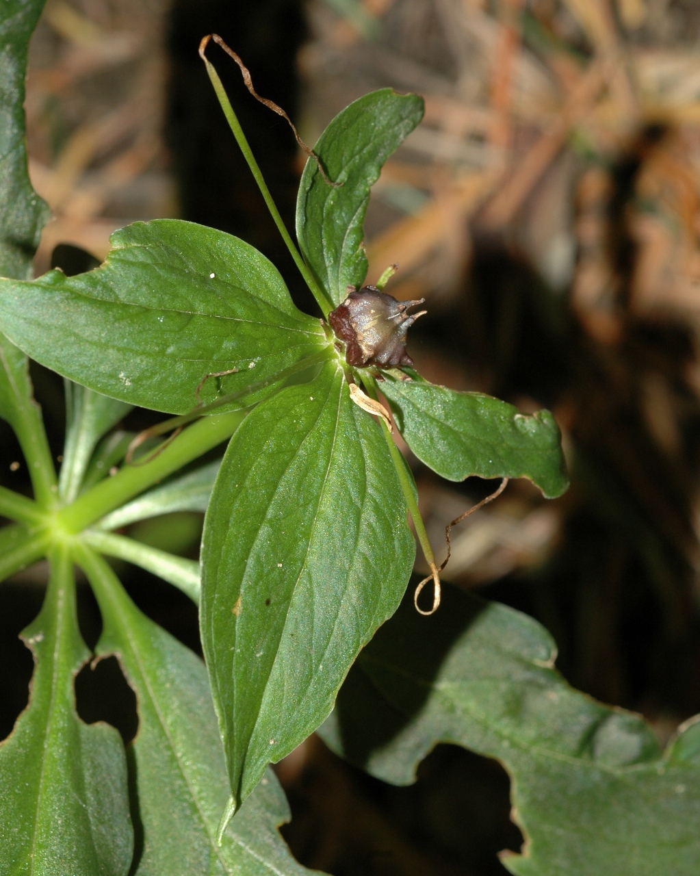 Melanthiaceae Paris bashanensis