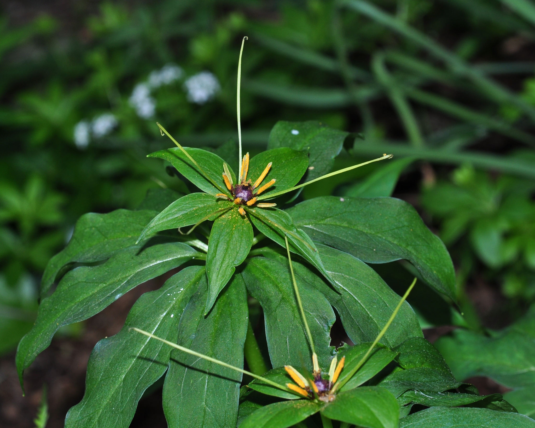 Melanthiaceae Paris bashanensis