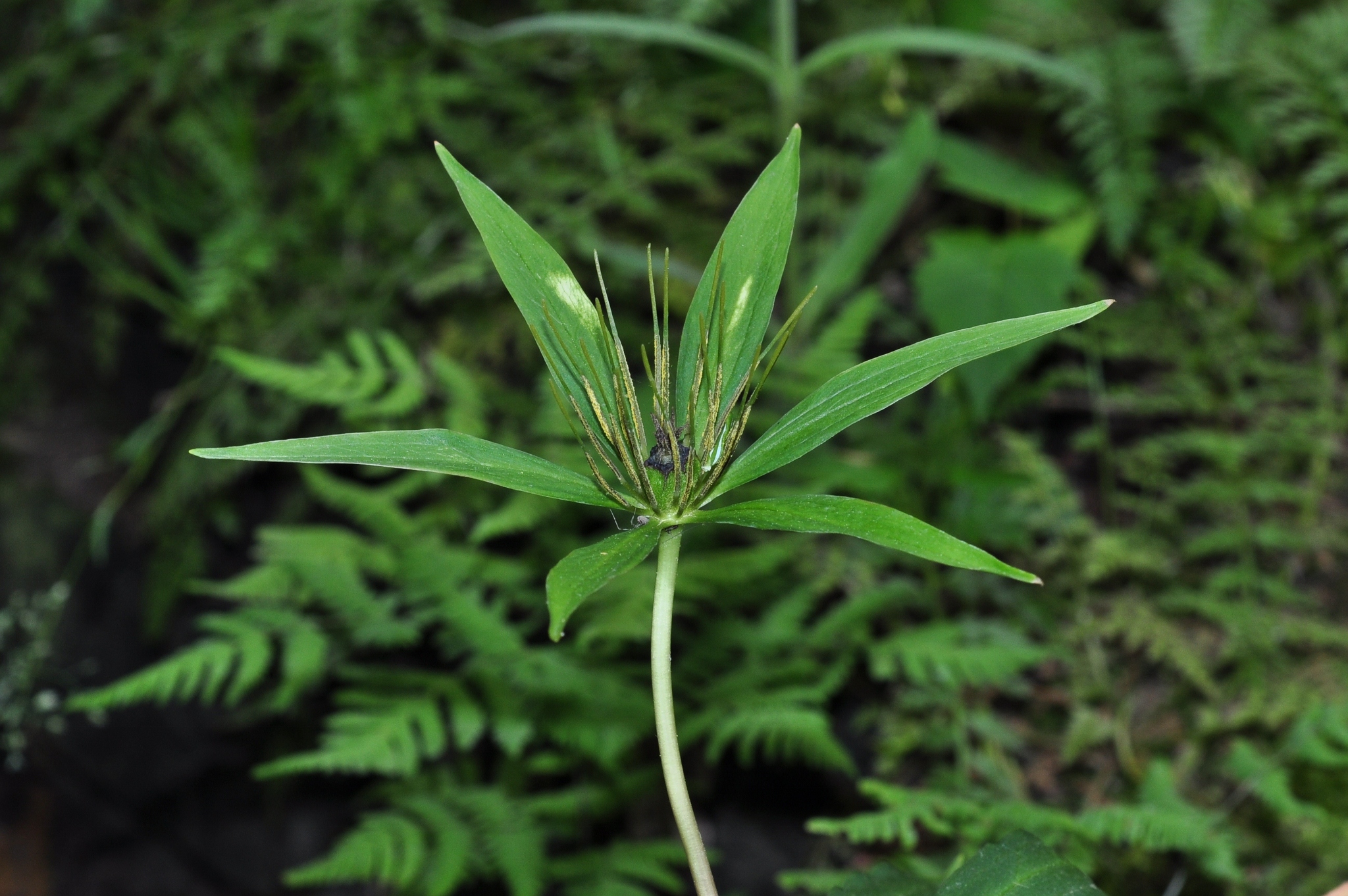 Melanthiaceae Paris polyphylla
