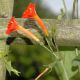image of Ipomoea coccinea