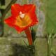 image of Ipomoea coccinea