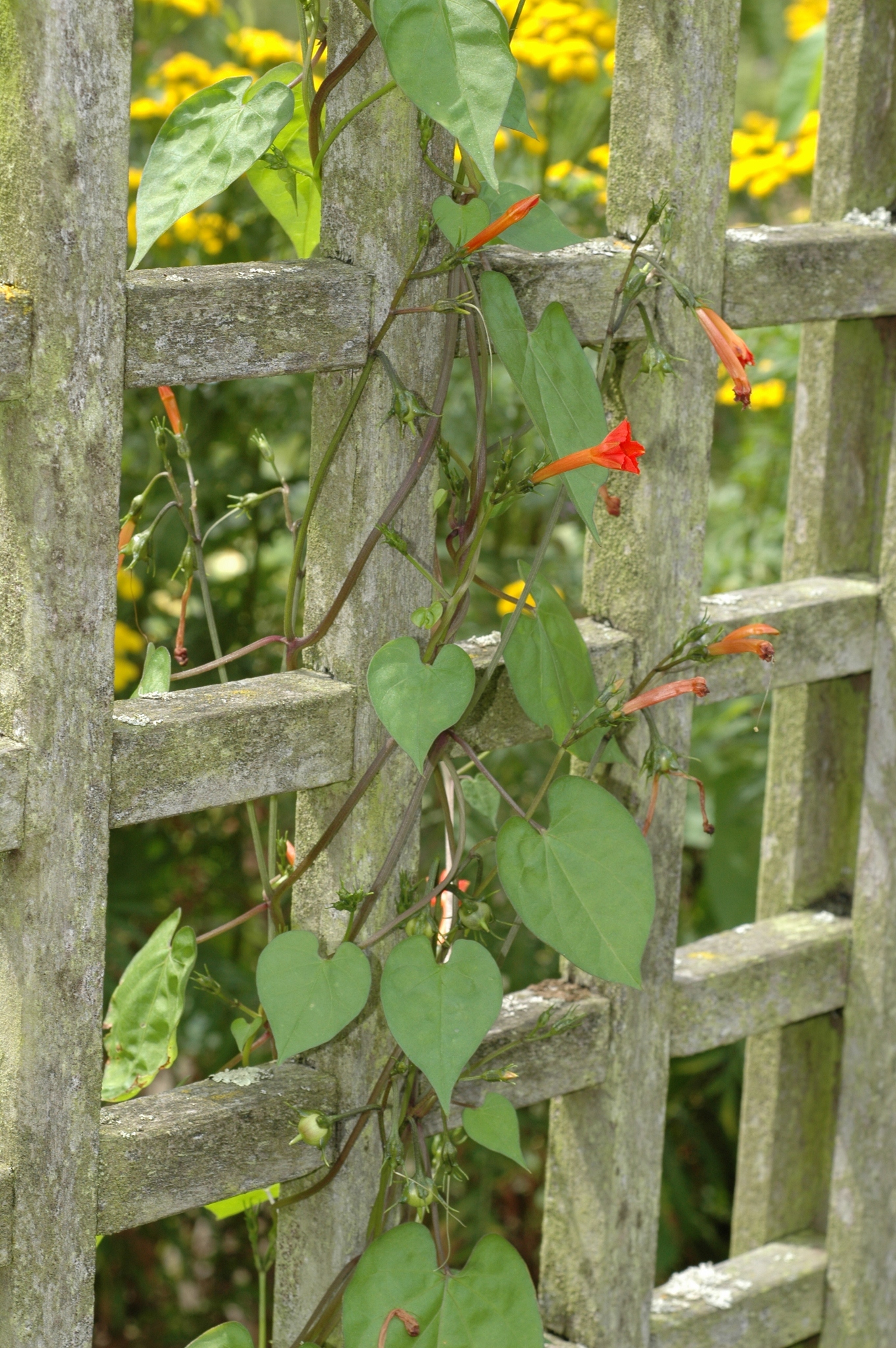 Convolvulaceae Ipomoea coccinea