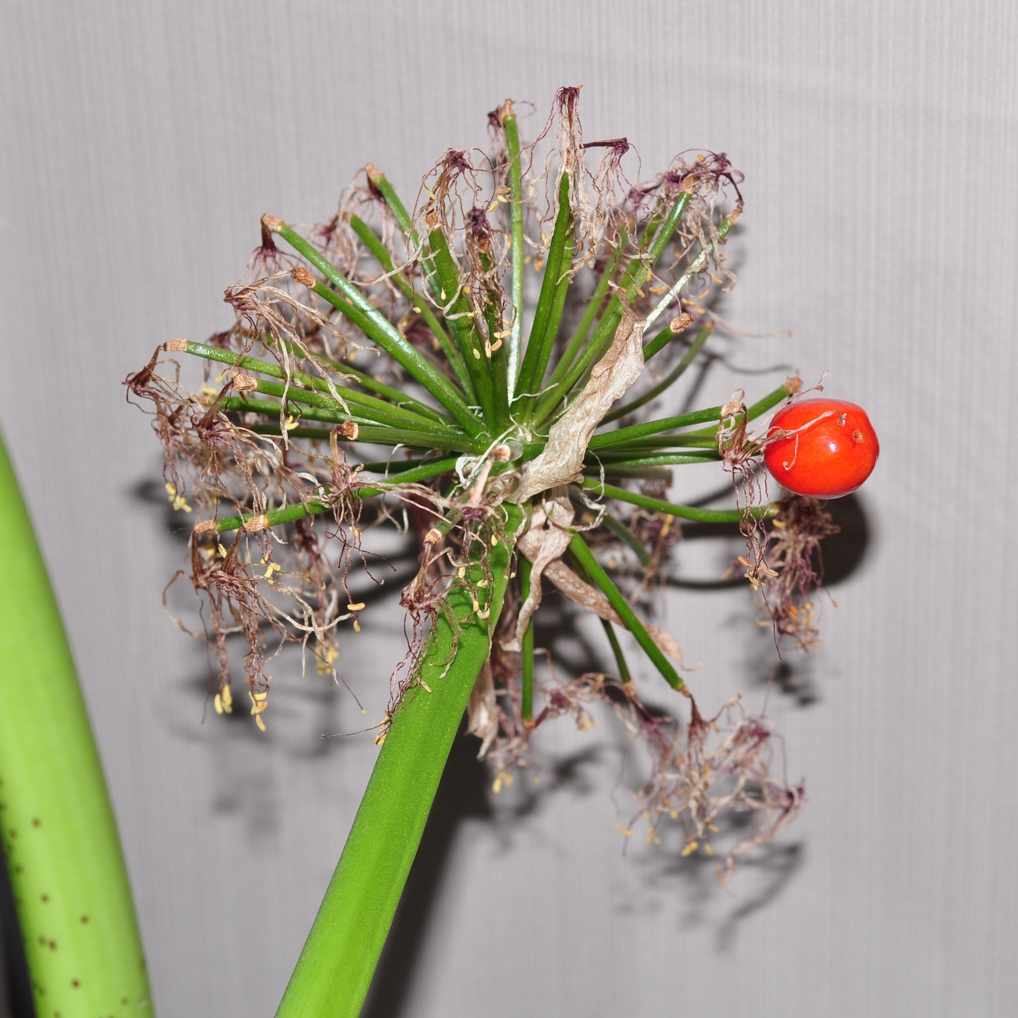 Amaryllidaceae Scadoxus multiflorus