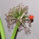 image of Scadoxus multiflorus