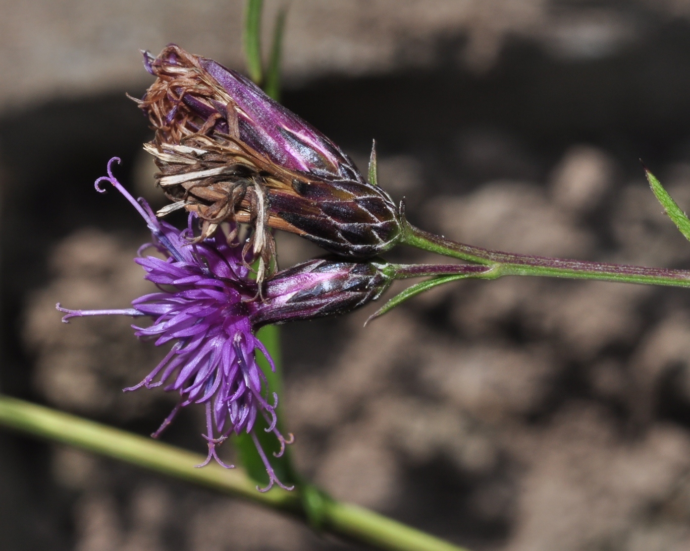 Asteraceae Serratula tinctoria