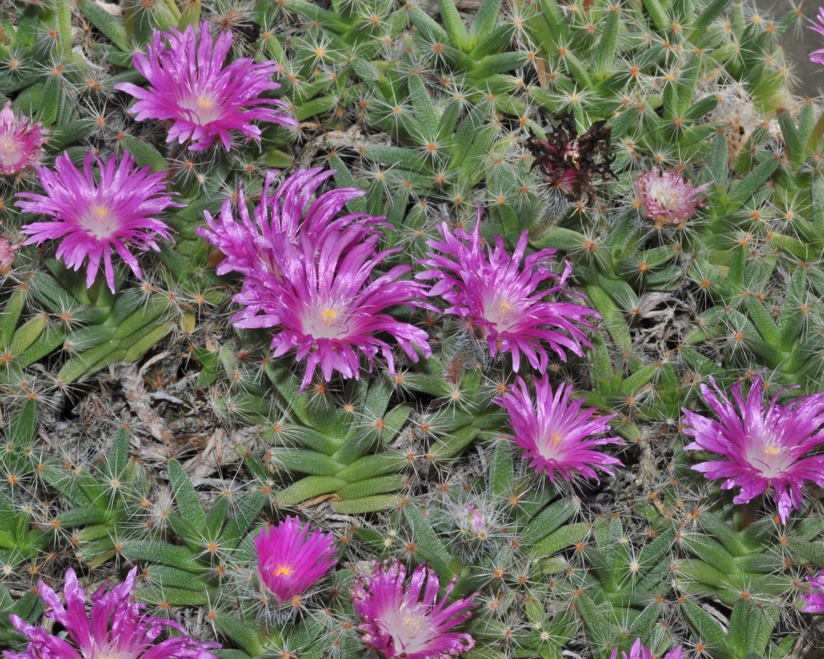 Aizoaceae Trichodiadema densa
