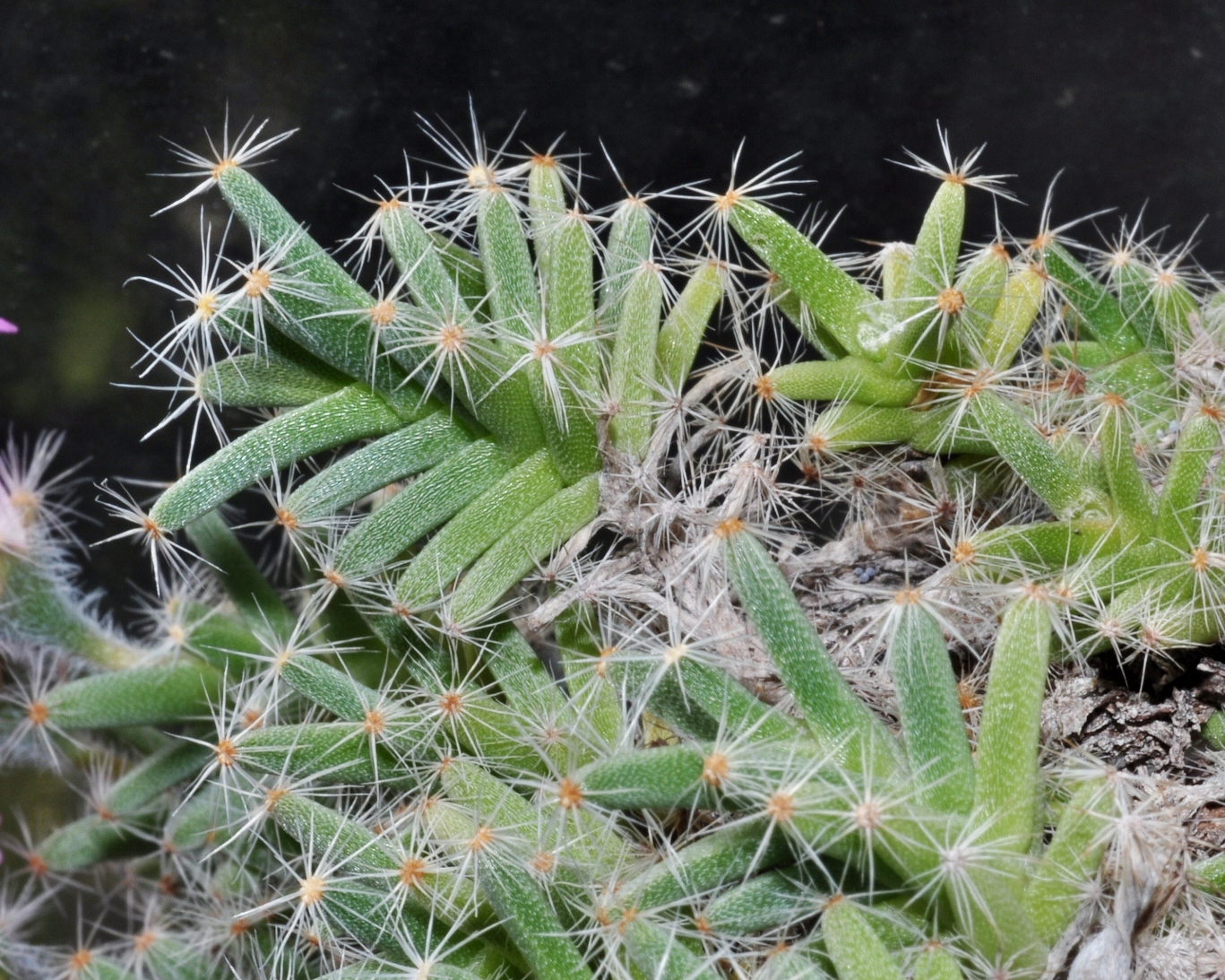 Aizoaceae Trichodiadema densa