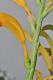 image of Chasmanthe floribunda