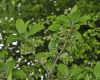 image of Chionanthus virginicus