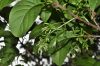 image of Chionanthus virginicus