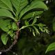 image of Chionanthus virginicus