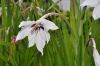 image of Ixia speciosa