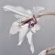 image of Ixia speciosa