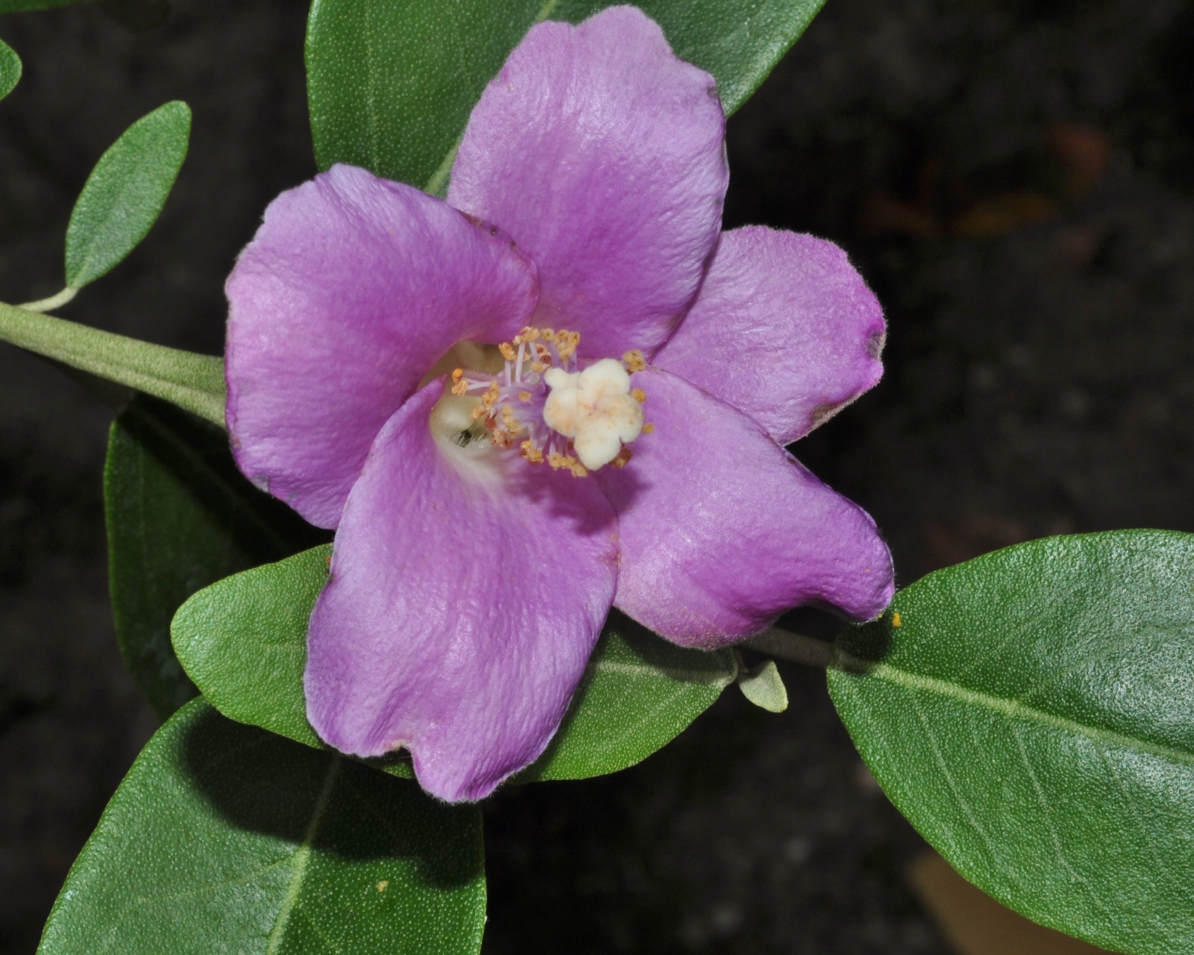 Bombacaceae Lagunaria pattersonii