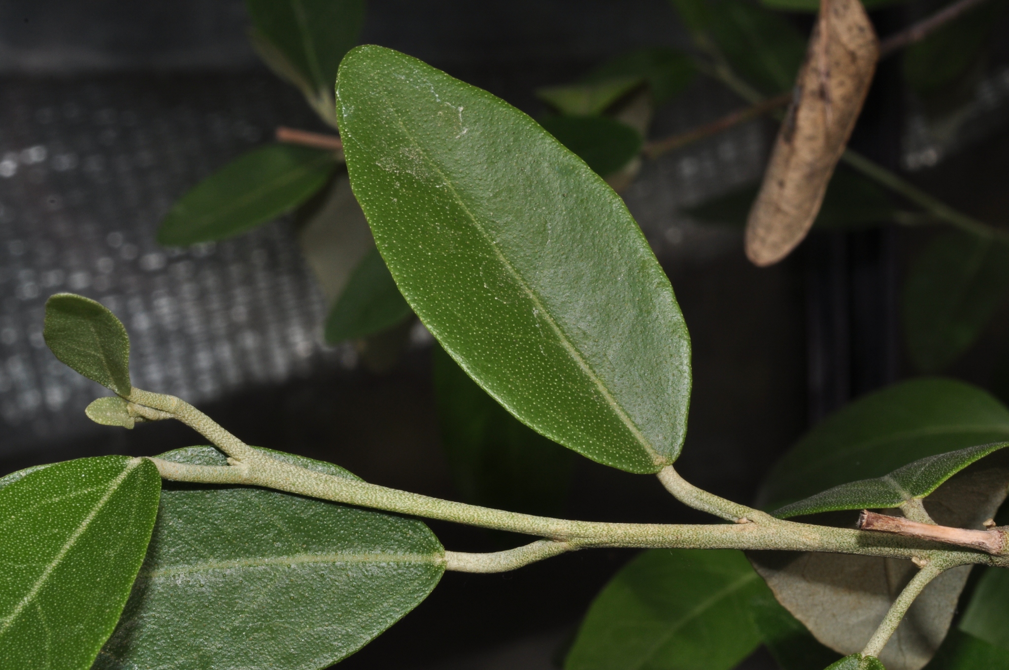 Bombacaceae Lagunaria pattersonii