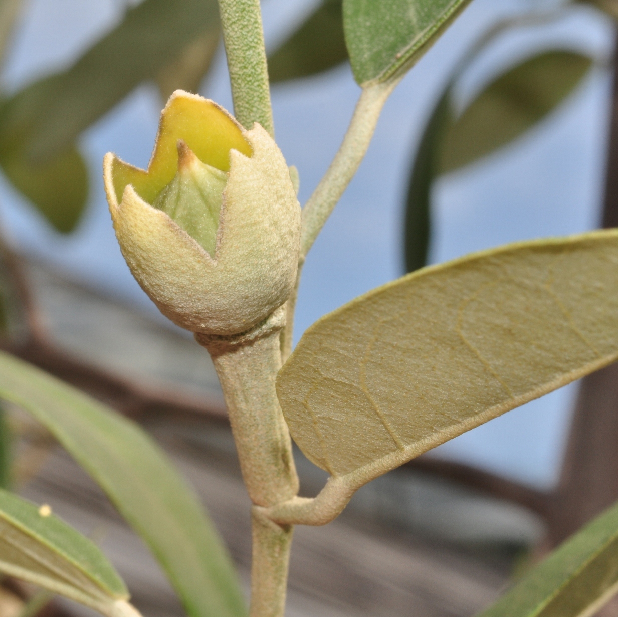 Bombacaceae Lagunaria pattersonii