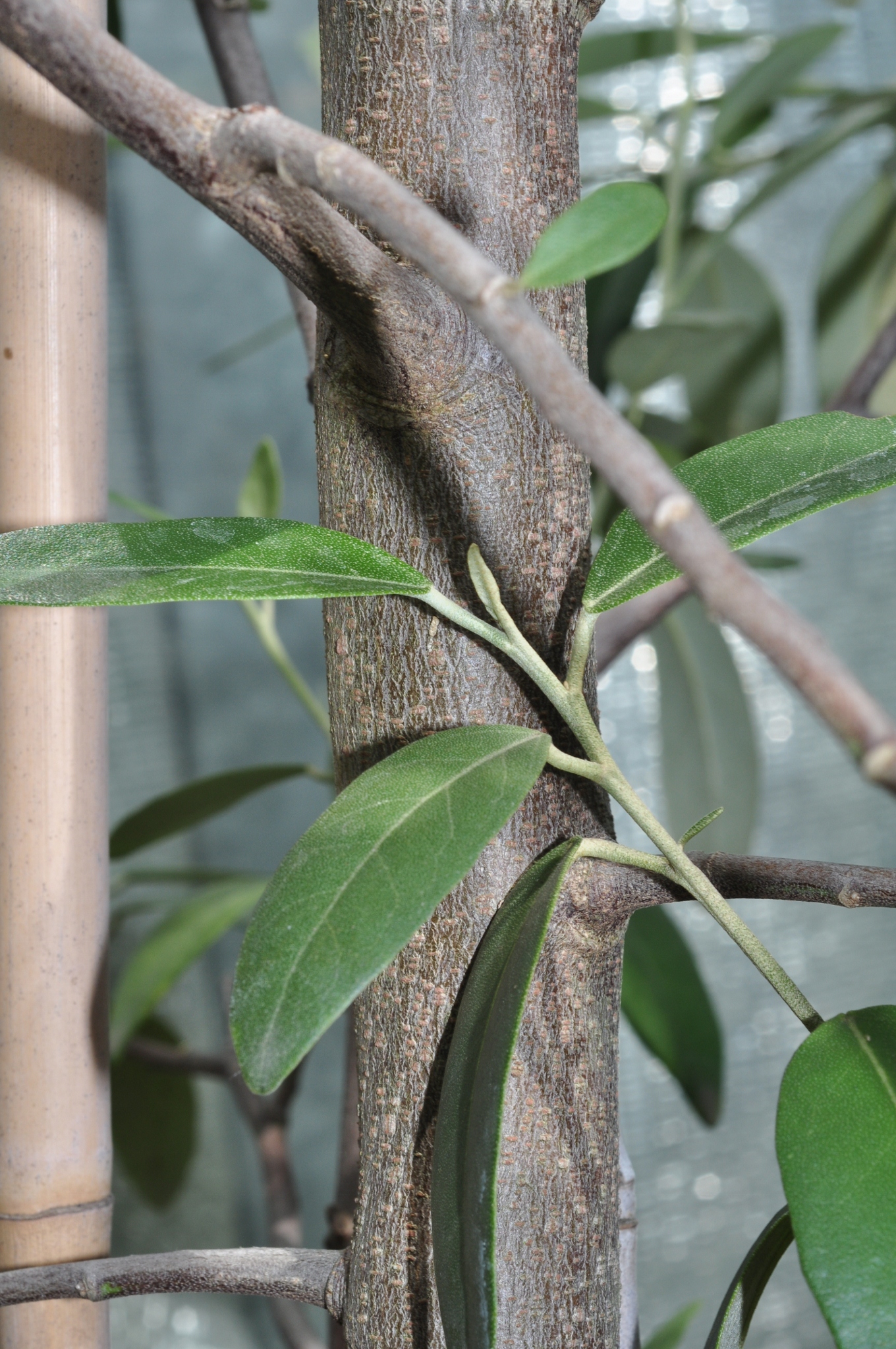 Bombacaceae Lagunaria pattersonii
