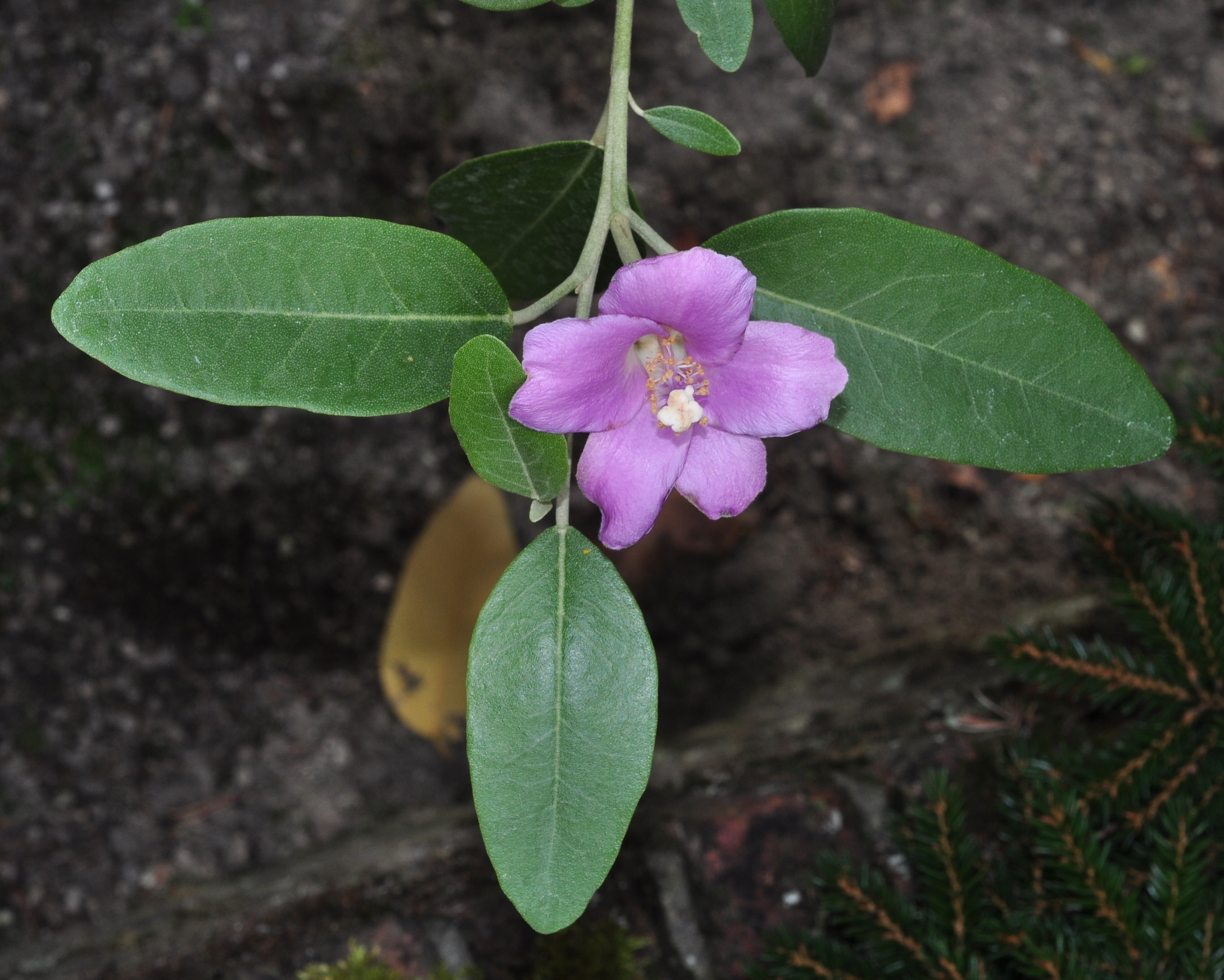 Bombacaceae Lagunaria pattersonii