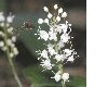 image of Maianthemum bifolium