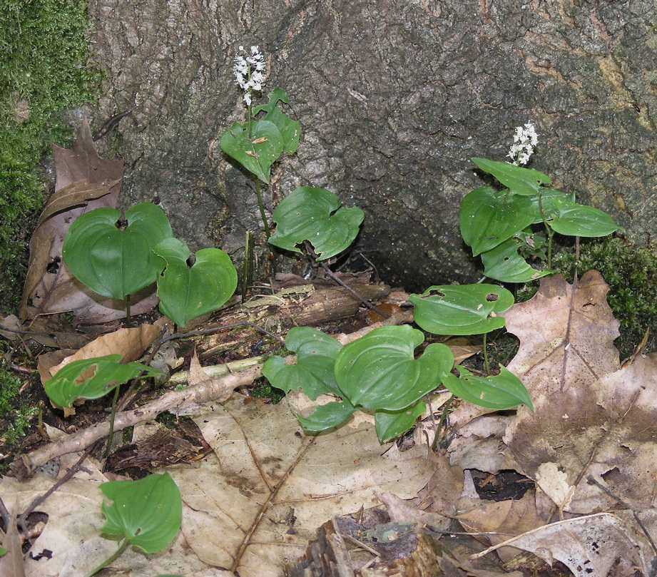 Asparagaceae Maianthemum bifolium