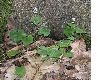 image of Maianthemum bifolium
