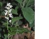 image of Maianthemum bifolium
