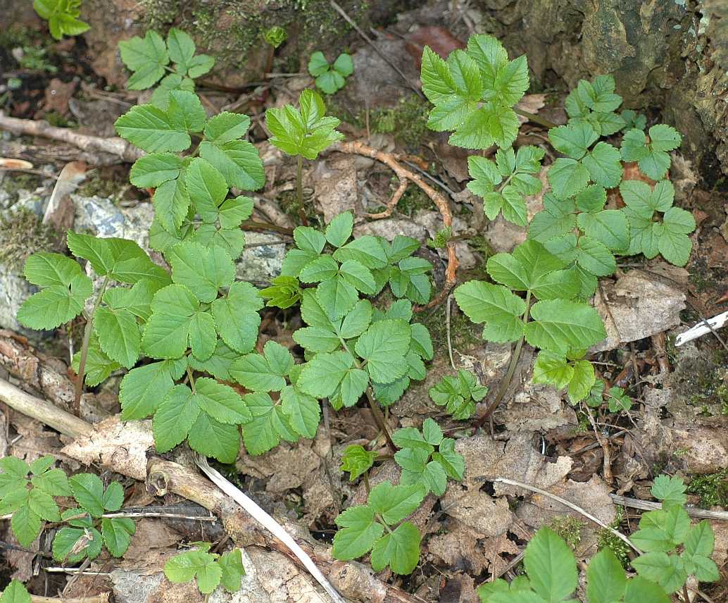 Apiaceae Aegopodium podagraria