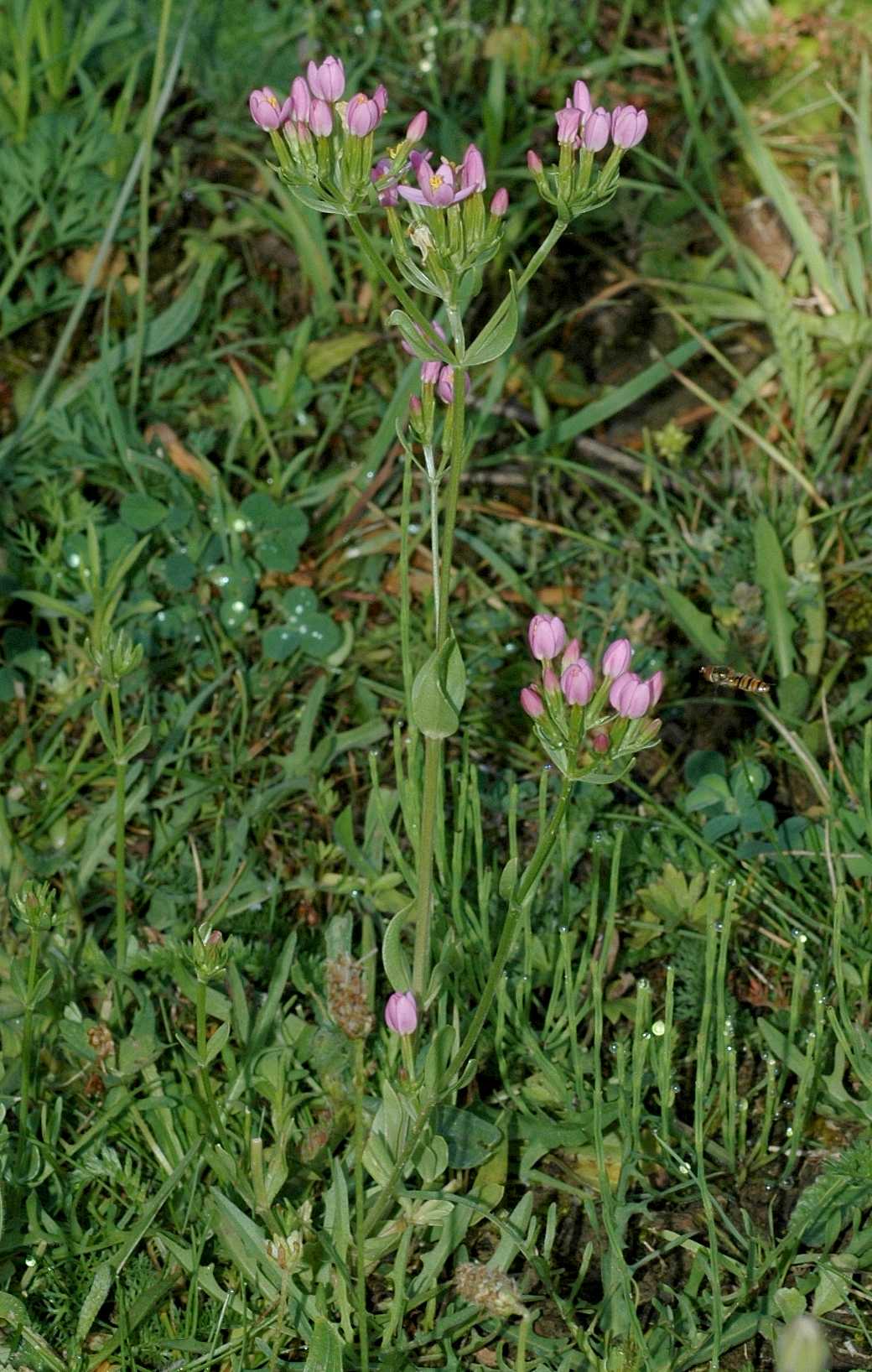 Gentianaceae Centaurium erythraea