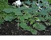image of Deinanthe caerulea
