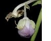 image of Deinanthe caerulea