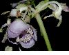 image of Deinanthe caerulea